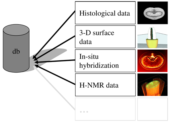 Schematic view: Integration of different data domains by using an EAV model for the visualization database.