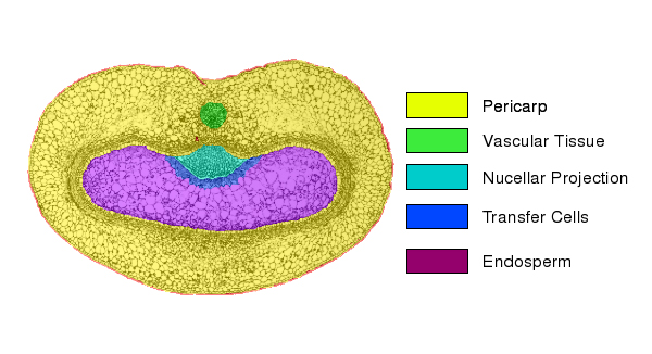 Using automated segmentation algorithms a complete labeling of multiple biologically relevant tissues in images is obtained.